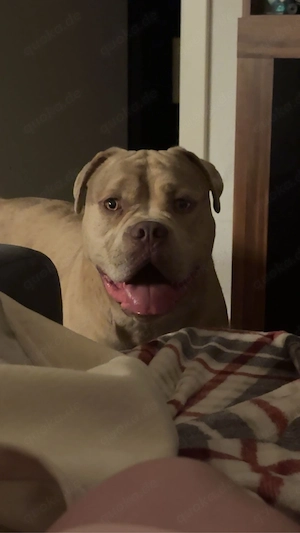 butsch sucht sein Haus und Hof Bild 4