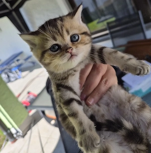 Noch 2 Wunderschöne BKH kitten 