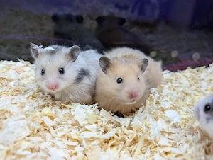 Goldhamster Weibchen