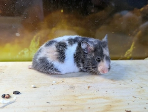 Dreifarbige Goldhamster Weibchen 