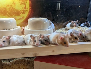 Dreifarbige Goldhamster Weibchen  Bild 7