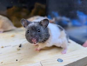 Dreifarbige Goldhamster Weibchen  Bild 3