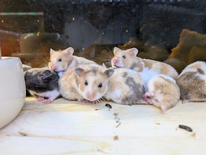 Dreifarbige Goldhamster Weibchen 