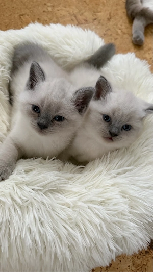 BKH kitten in blue point zu verkaufen (britisch kurzhaar kitten)