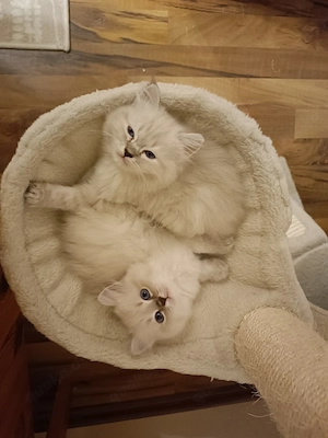 News Masqarade Hl. Birma Mix 