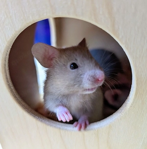 Goldhamster Männchen abzugeben Bild 6