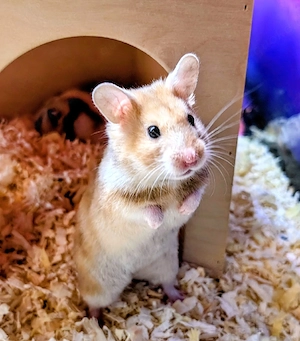 Goldhamster Männchen abzugeben