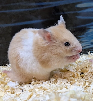 Goldhamster Männchen abzugeben Bild 7