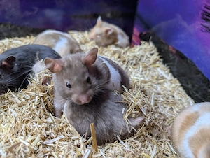Goldhamster Männchen abzugeben Bild 2