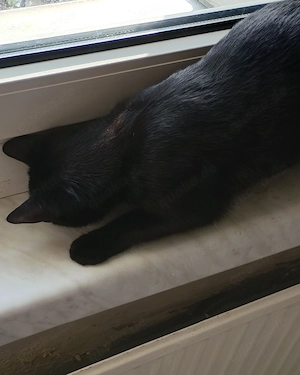 Familien Katzen suchen ihr Zuhause 