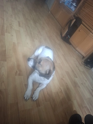 sucht ein neues Heim