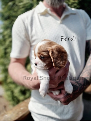 Cavalier King Charles Spaniel  Welpen 