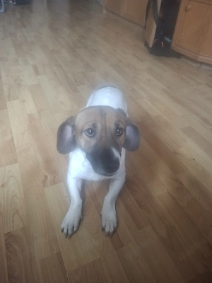 sucht ein neues Heim