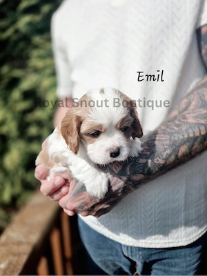 Cavalier King Charles Spaniel  Welpen 