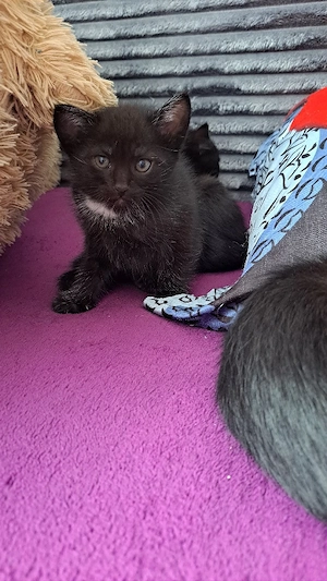    Süße Kätzchen suchen ein liebevolles Zuhause