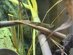 Lygodactylus williamsi 0.1 Weibchen