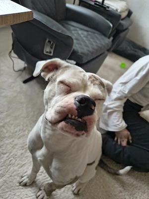 old Englisch sucht liebe volle besitzer 