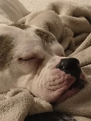 old Englisch sucht liebe volle besitzer 