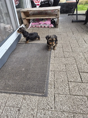 Verkaufe Süse Yorkshier Terrier