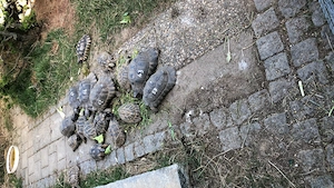 griechische Landschildkröten aus Nachzucht zu verkaufen