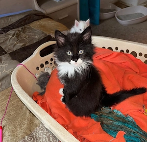 Edelmix Kitten MaineCoon + Angora