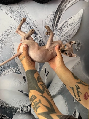     Sphynx Mädchen mit Whiskern (Tasthaaren), 4 Monate, kinderlie