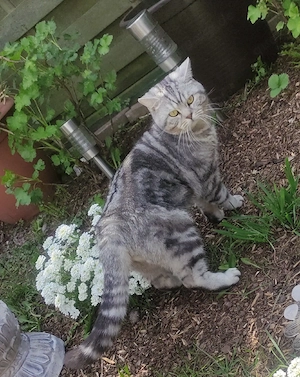 BKH Deckkater Silver Tabby 