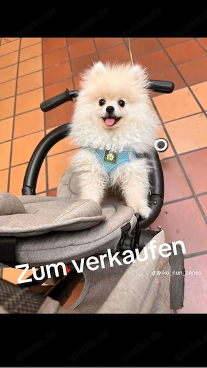 pomeranische hund