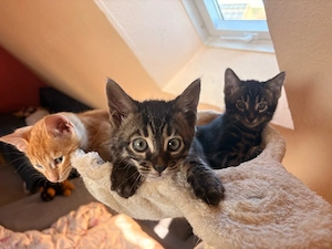 Bengal Kitten suchen ein Zuhause