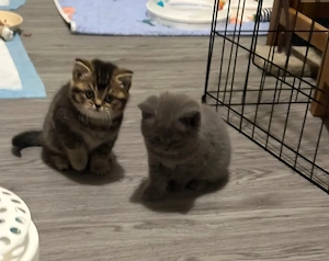 Wunderschöne reinrassige Britisch Kurzhaar-Kätzchen aus Champion-Linie