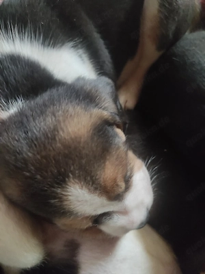 Beagle Welpen 