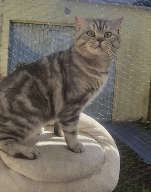 BKH Deckkater Silver Tabby 