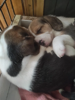 Beagle Welpen 
