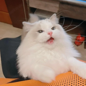 Kätzchen, die zur Adoption verfügbar sind. 16 Wochen alter reinrassiger Ragdoll  Unsere Ragdoll-Kätz