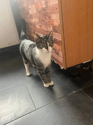 Katze zu verschenken 