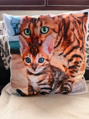 Bengal Babys Top Rosetten 