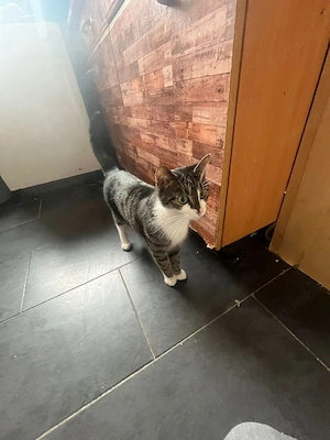 Luna 2 Jahre weiblich 