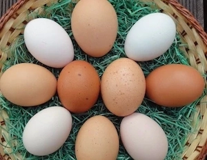 Schwedisches Blumenhuhn Maran New Hampshire Bruteier Hobbyhaltung