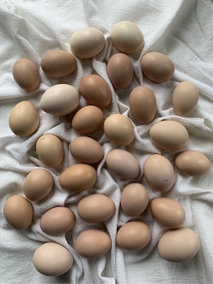 Brutei Höllenhuhn Ayam Cemani