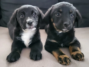 Welpen Mischlinge abzugeben 