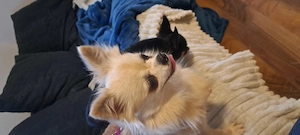 Chihuhua Hündin zu verkaufen