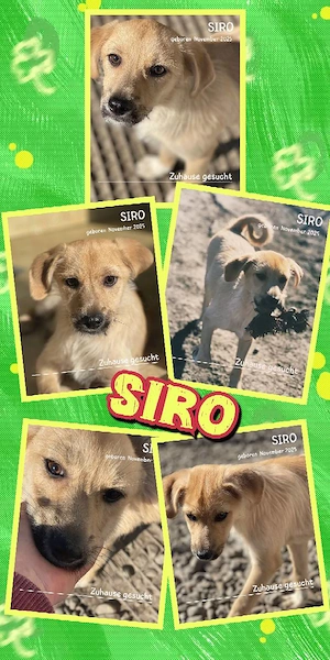 wunderschöner, sehr lieber, menschenbezogener Welpenjunge "Siro" sucht ein Zuhause