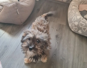 Netty 5 monate in Deutschland 