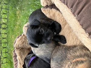 Welpen von Yorkshire Terrier und Chihuahua Mix abzugeben 