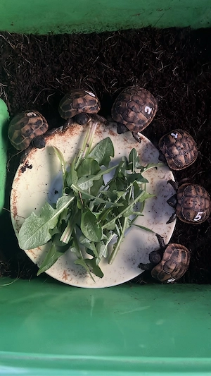 Griechische Landschildkröte