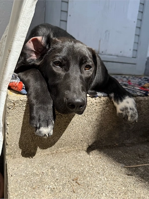 Hundewelpe sucht ein Bettchen für immer