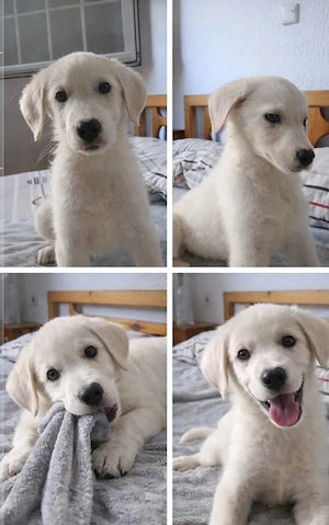 Hund Hündin Welpe Tierschutz Bundesweite Vermittlung 