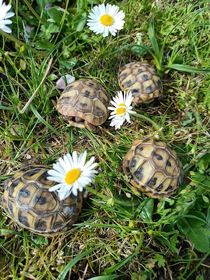 Griechische Landschildkröten Nachzuchten 2025