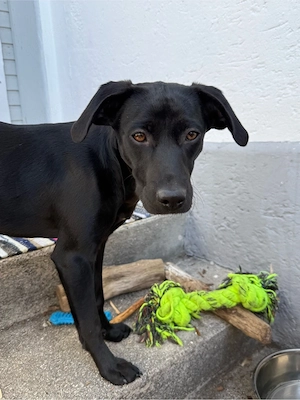 Bettchen für Immer gesucht 