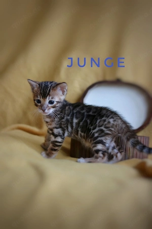 Bengal kitten mit Stammbaum 